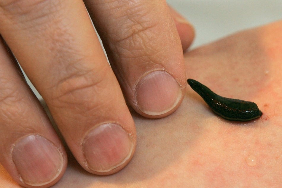 Die 58-Jährige muss nun die Kosten für die Unterbringung und Pflege der Tierchen tragen. Zudem könnte sie ein saftiges Bußgeld erwarten. (Symbolfoto)