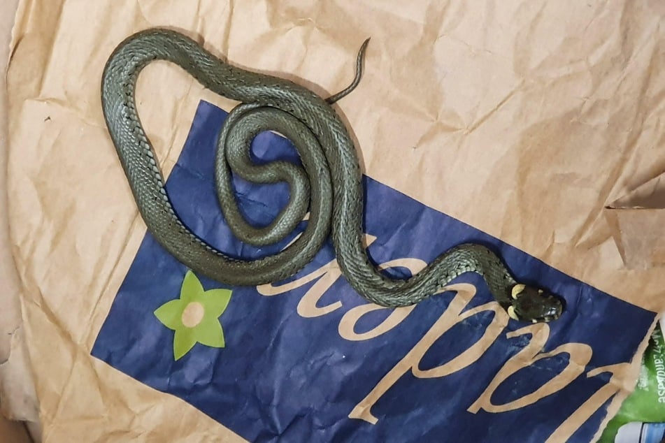 Das Duo erklärte, die Schlange von einem Freund geschenkt bekommen zu haben.