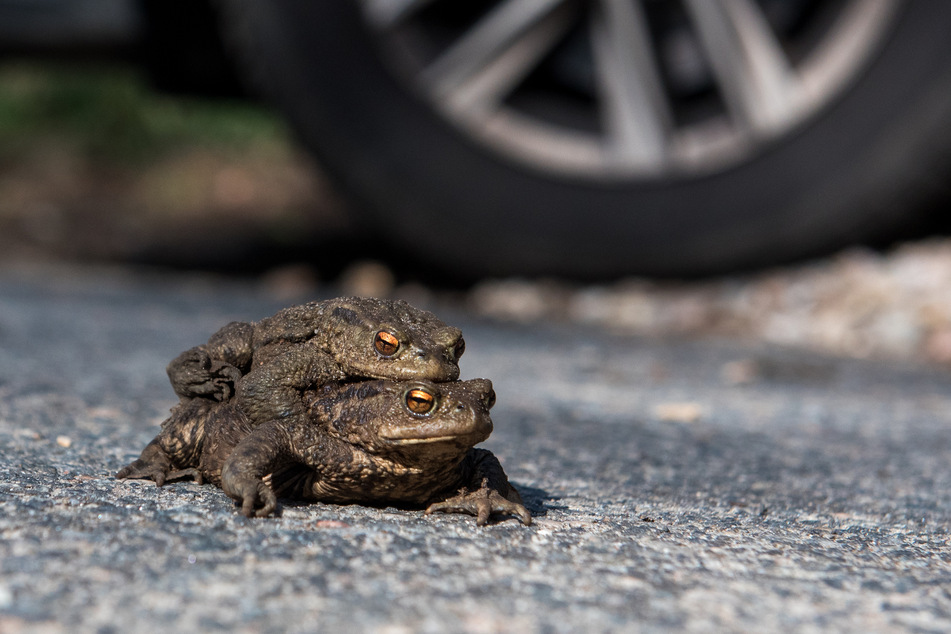 Ein Kröten-Pärchen sitzt auf einer Straße vor einem Autoreifen.