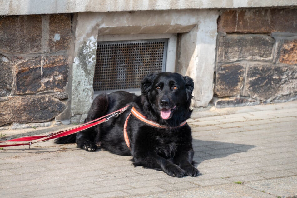 Im Ford Tourneo befand sich auch ein Hund.