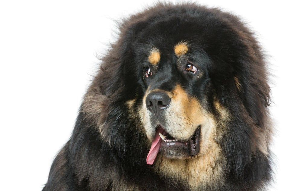 how much does it cost for a tibetan mastiff