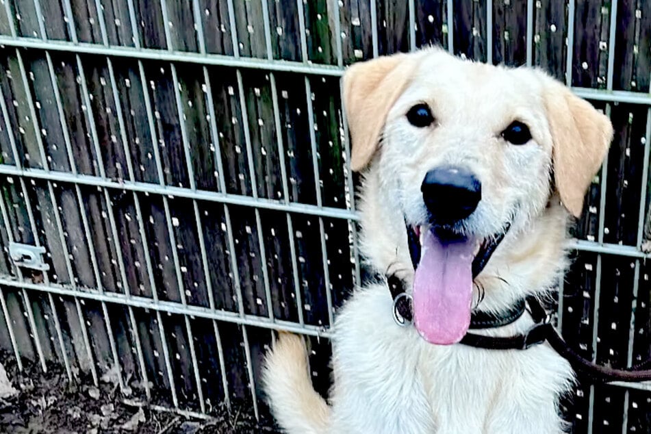 Labrador-Mix sucht Menschen mit Hunde-Erfahrung: Das solltet Ihr bei Bubba beachten