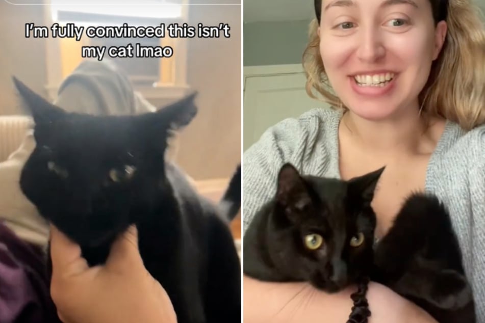 This TikToker isn't sure she rescued the right cat.