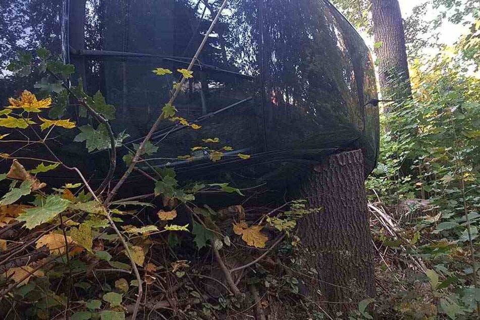 Der Baumstumpf traf nur die hintere, unbesetzte Rückbank.
