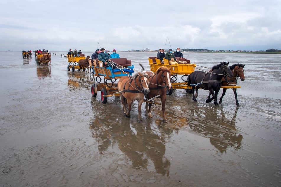 Pferdekutschen fahren zwischen Neuwerk und Cuxhaven durch das Watt. (Symbolbild)