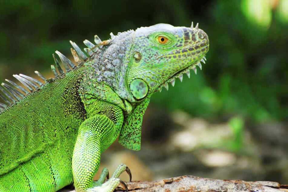 Leguane, wie dieser, könnten derzeit vermehrt in Florida von den Bäumen fallen (Symbolbild).