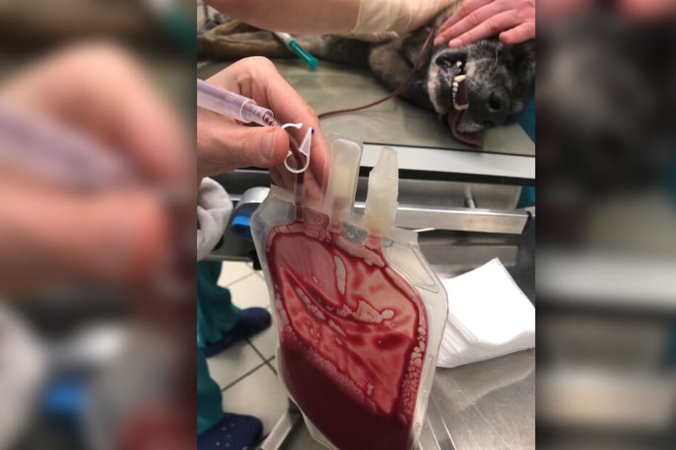 Polizeihund Ivo bekommt während einer Operation eine Bluttransfusion.