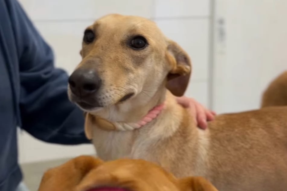 Mama Talia hatte den Wurf vor etwa einem Jahr zur Welt gebracht. Die Hündin ist sehr lieb und sensibel.