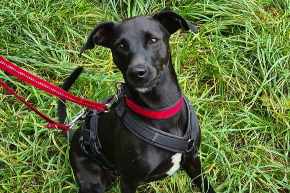 Pinscher-Mix "Ferdinand" hat jede Menge Energie.