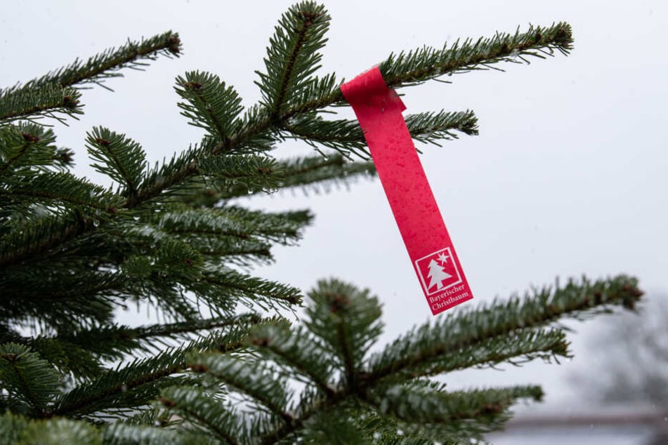 Das Siegel des Verbands "Bayerischer Christbaum" hängt an einem eingenetzten Christbaum auf einer Christbaumkultur.