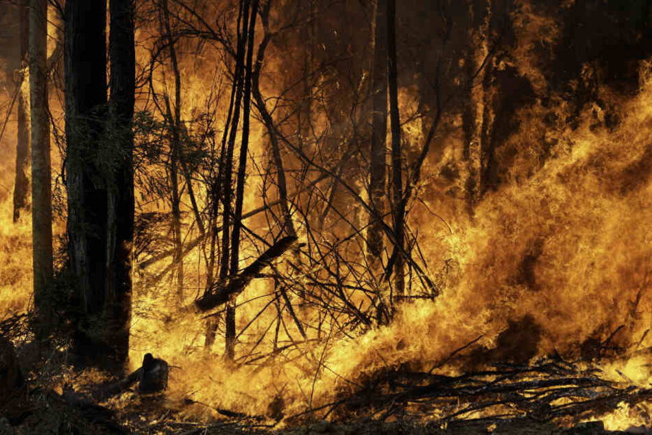 Die verheerenden Buschbrände in Australien sorgen weltweit für Betroffenheit.