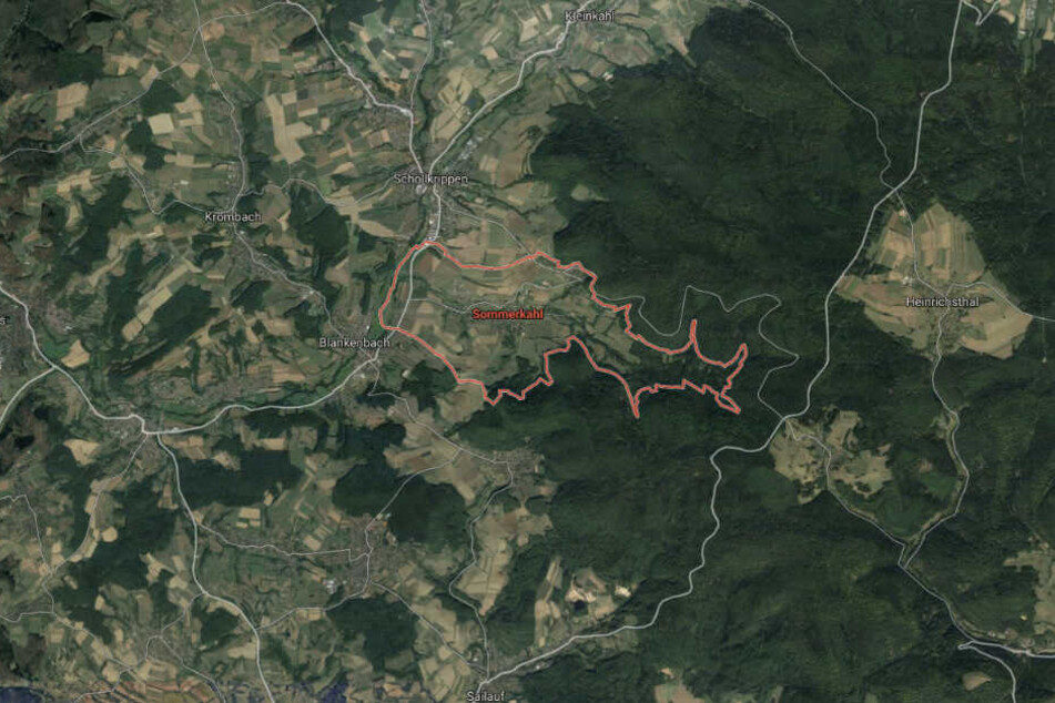 Die Rinder erkundeten teilweise bis Sonntagvormittag den Spessart.