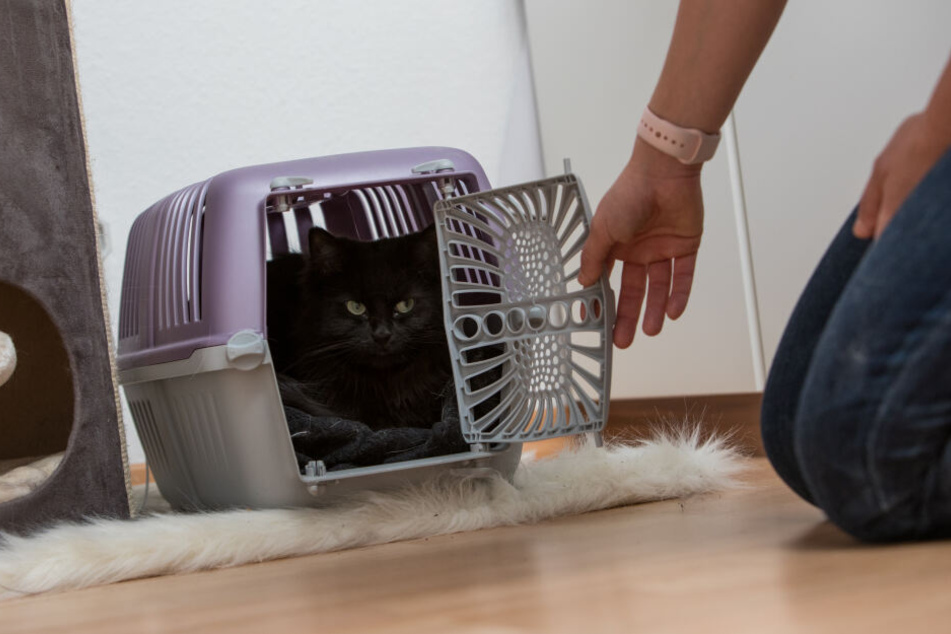 Die Katzen mussten nach der Diesel-Attacke in ein Tierheim umziehen. (Symbolbild)