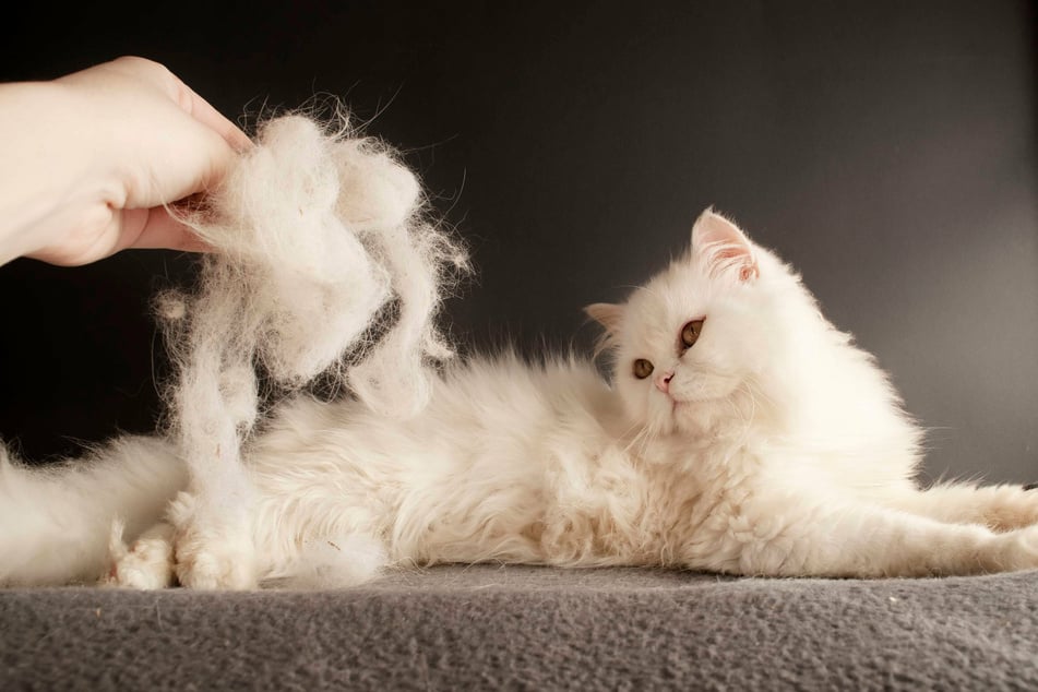 Katzen haben üblicherweise zweimal im Jahr einen Fellwechsel.