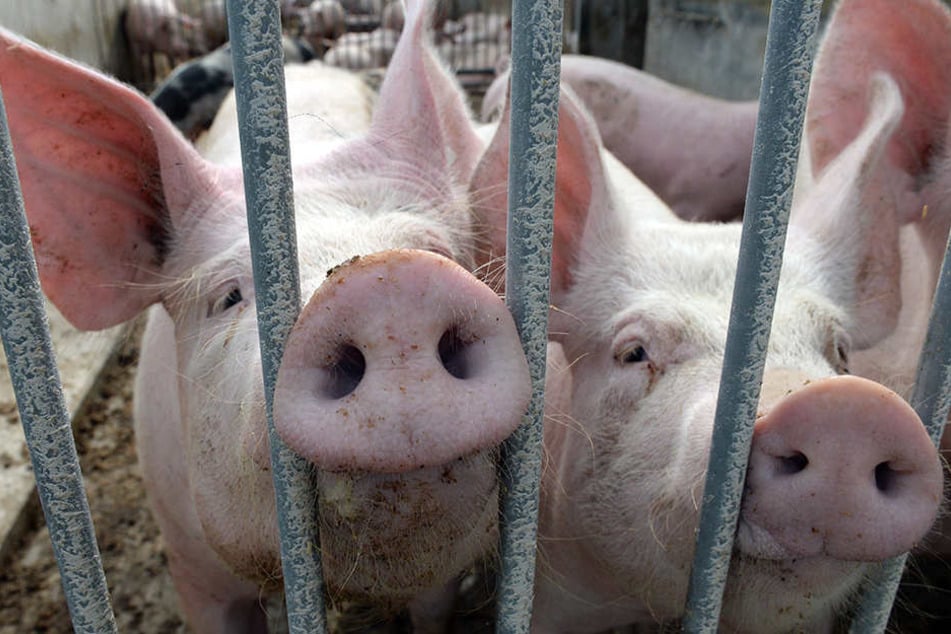 Bei einem Blitzeinschlag in Marienmüster wurden 1000 Schweine getötet.