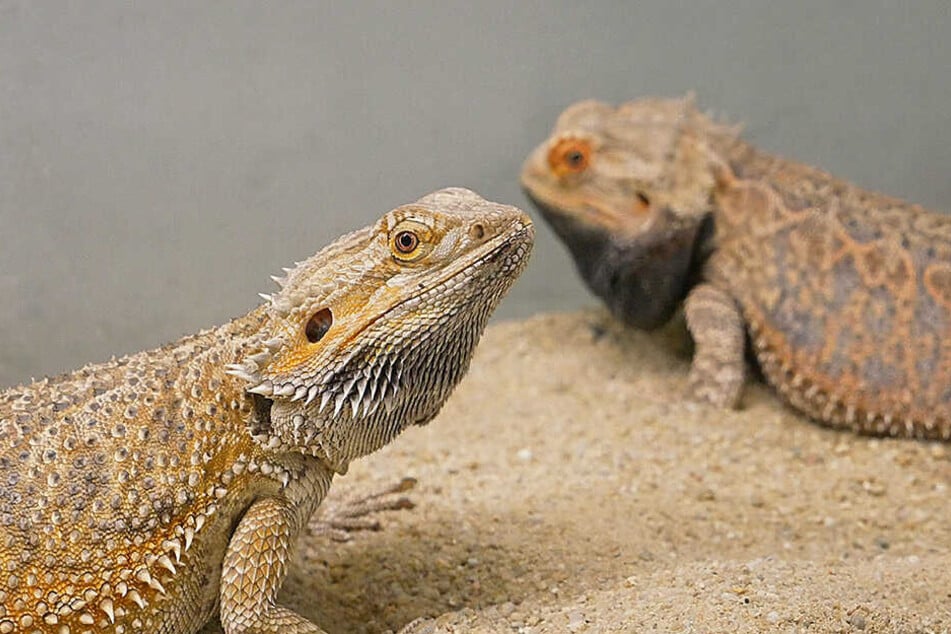 Schuppiger Kerl mit rauer Vergangenheit: Callboy Waldi soll möglichst schnell im Zoo eine Echsendame beglücken.