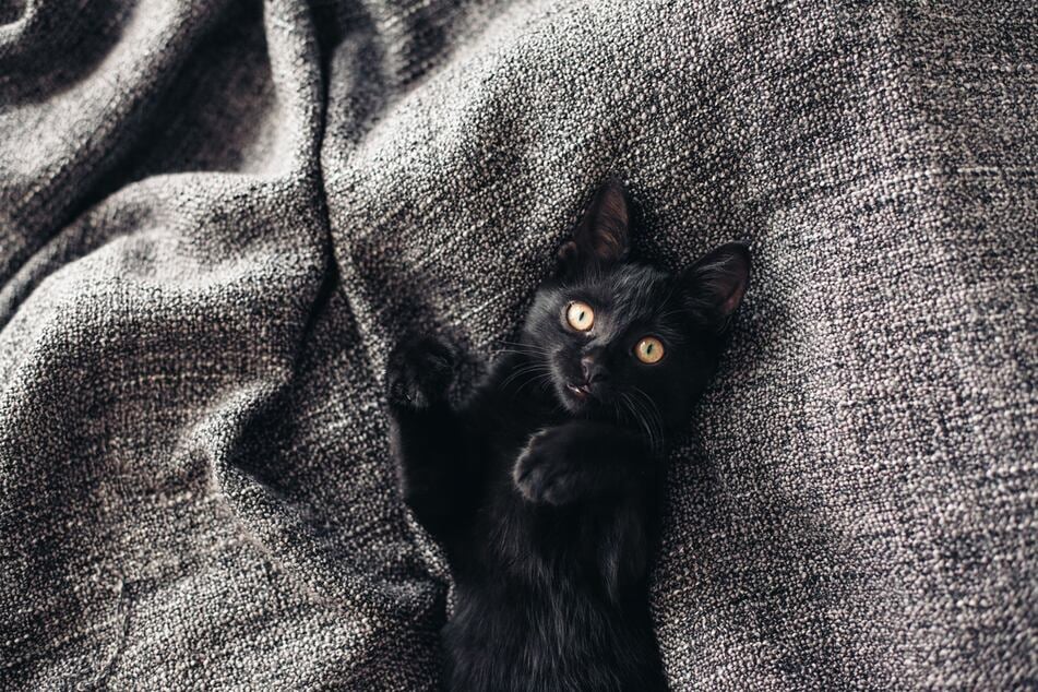 It's tempting to photograph your black cat on something white to emphasize its color, but the contrast can wash out the animal.