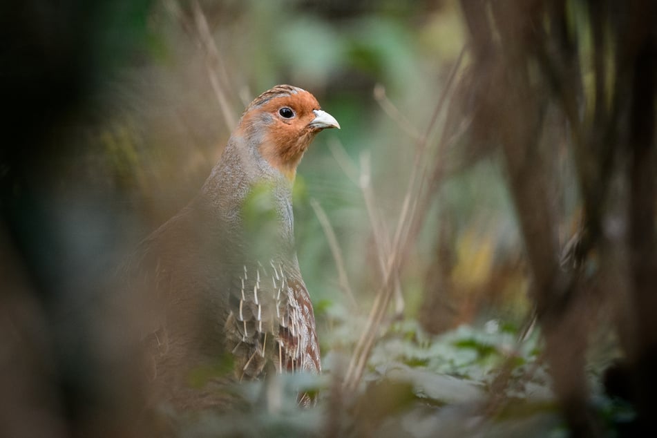 Das Rebhuhn löst den Hausrotschwanz als Vogel des Jahres ab.