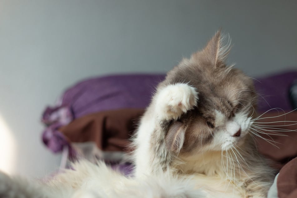 Manche Katzenrassen gelten als besonders ruhig und entspannt.