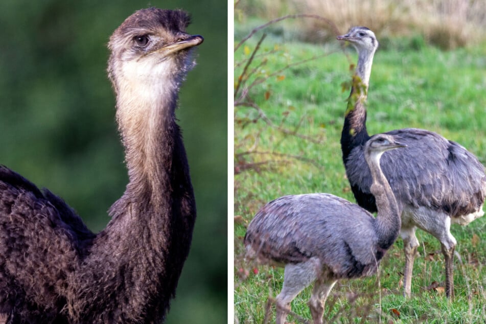 Wehrhafte Nandus flüchten: Großvogel verletzt Helfer
