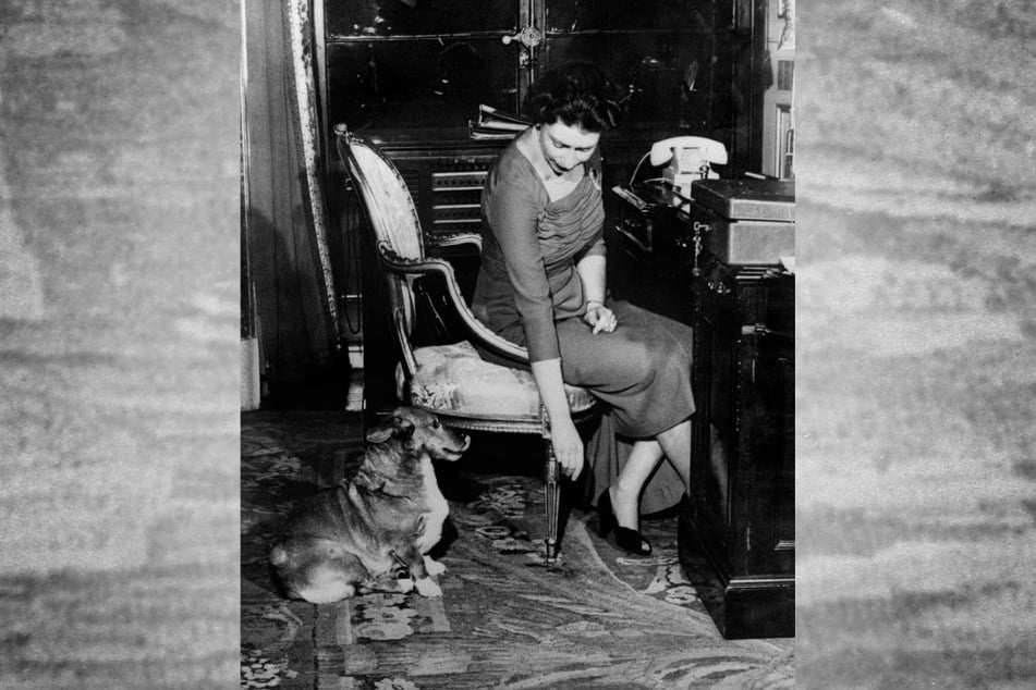 31. Januar 1959: Queen Elizabeth II. mit ihrem damaligen Corgi Susan. Den Hund bekam sie zu ihrem 18. Geburtstag. Bis zu ihrem Tod besaß die britische Königin rund dreißig Corgis. Die kleinen Hunde sind untrennbar mit ihrem Image verbunden.