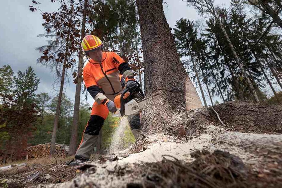 Da hilft nur fällen! Hier muss eine befallene Fichte im Chemnitzer Zeisigwald dran glauben.