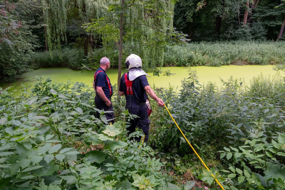 Der Teich ist aufgrund der mit Entengrütze bedeckten Wasseroberfläche kaum zu erkennen.