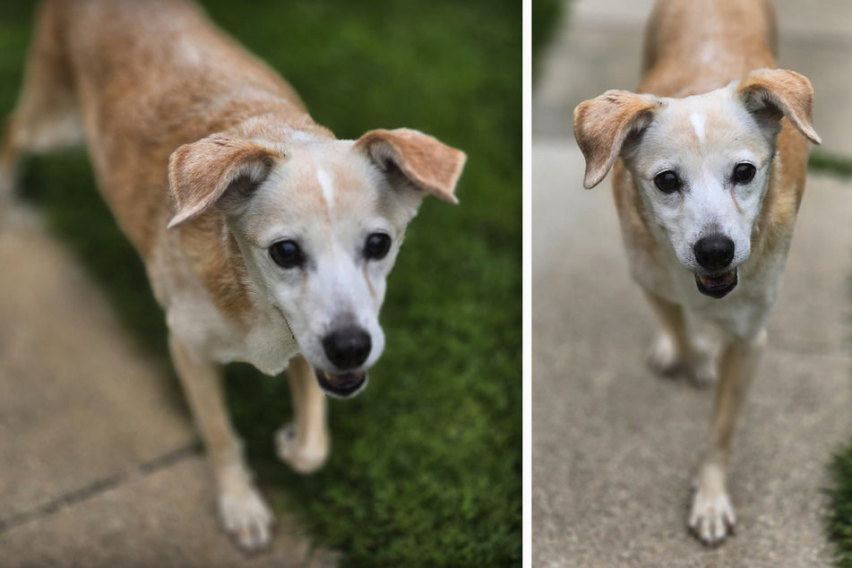 Die Hunde-Seniorin "Goldy" hofft auf ein ruhiges, neues Zuhause.