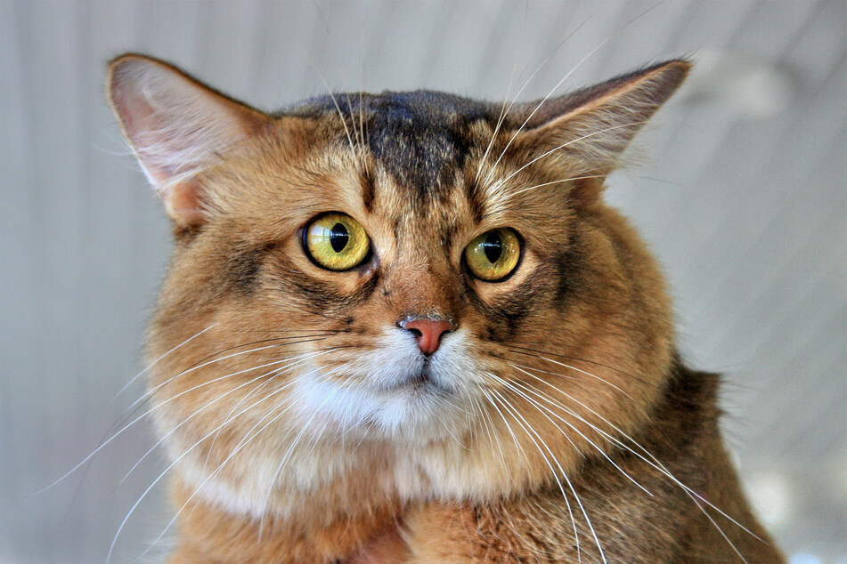 Somali cats are funny, friendly, and full of joy.