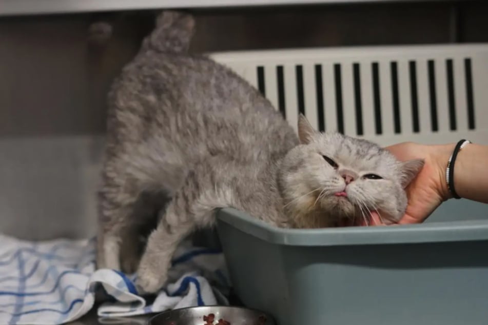 Dadurch das der Kater keine Zähne mehr hat, schaut manchmal ein Stück seiner Zunge aus dem Mund heraus.
