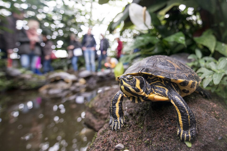 Im Botanischen Garten in München bestaunen Besucher eine Gelbwangenschildkröte. Laut MDR wurden Tiere dieser Art an der Saale gesichtet.
