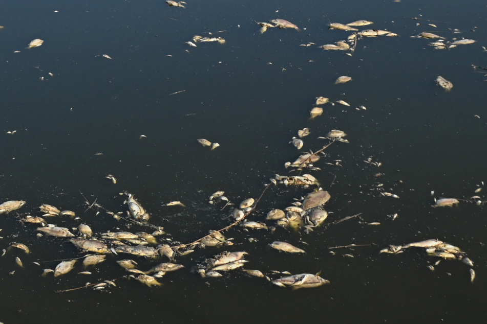Mann verunreinigt Weiher mit Putzmittel: Rund 800 Fische sterben
