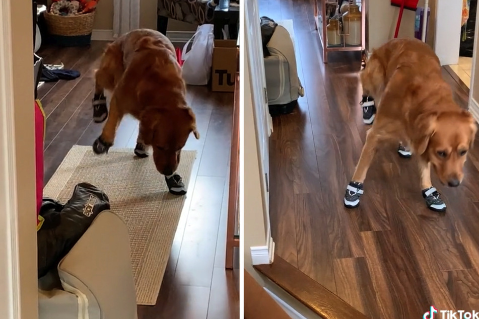 Ungewohntes Schuhwerk: Tucker hebt seine Beine so hoch er nur kann.