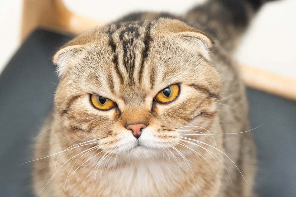 The Scottish fold is famous for having folded-over ears.
