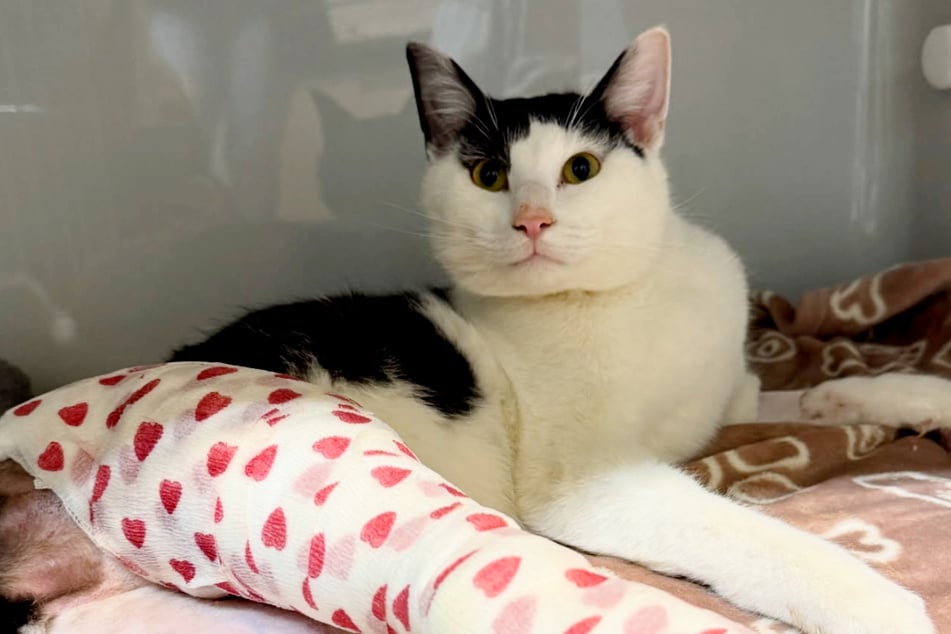 Wochenlang eingesperrt und jetzt das: Kater Leopold muss erneut auf den OP-Tisch