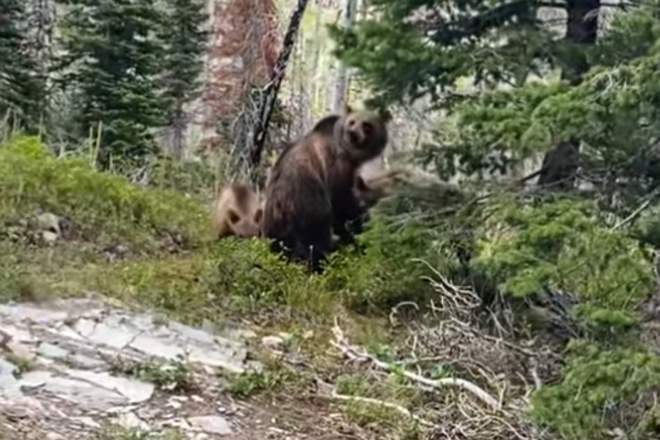 Die Grizzlybärin und ihr Nachwuchs zeigten nicht das geringste Interesse an den Menschen.
