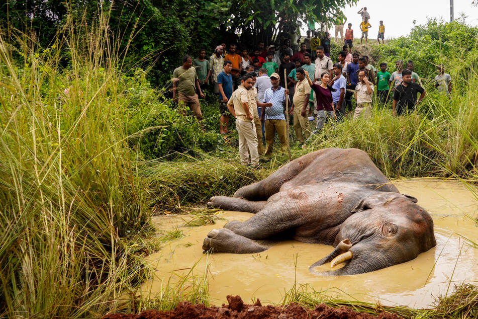 Zusammenprall mit einem Zug: Trächtige Elefantenkuh stirbt