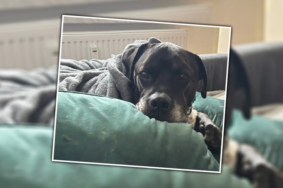 Dabei durfte sich Sancho nach langem Warten gerade erst über ein neues Zuhause freuen.