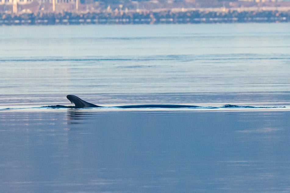 Seltenes Naturschauspiel: Wal schwimmt in deutschem Ostsee-Hafen