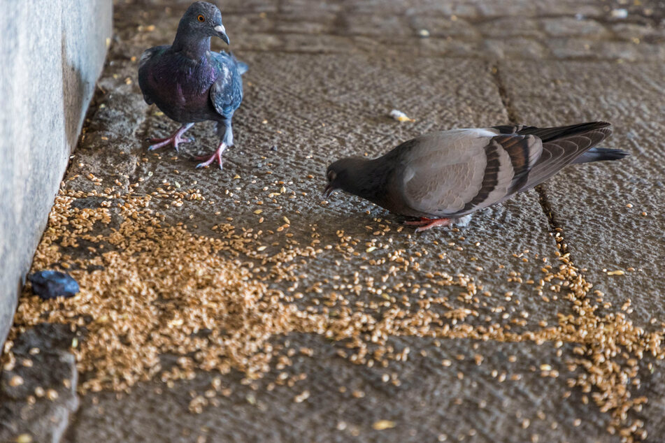 Tauben werden am Bahnhof sogar gefüttert, was noch für mehr Dreck sorgt.
