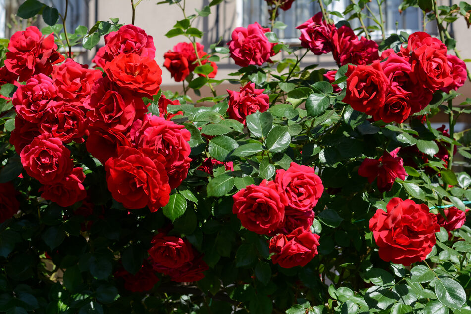 Gesunde, kräftige Rosen können einen Befall von Blattrollwespen besser verkraften.