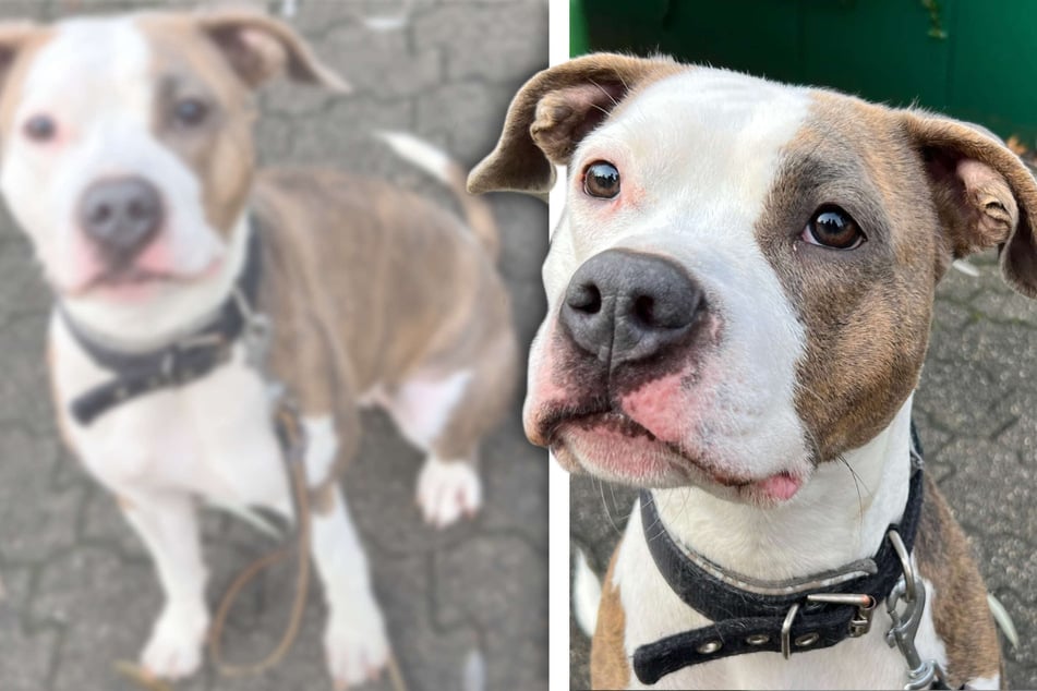 Hund landet im Tierheim, weil Besitzer keine Genehmigung hatte: Staffy sucht neue Bleibe