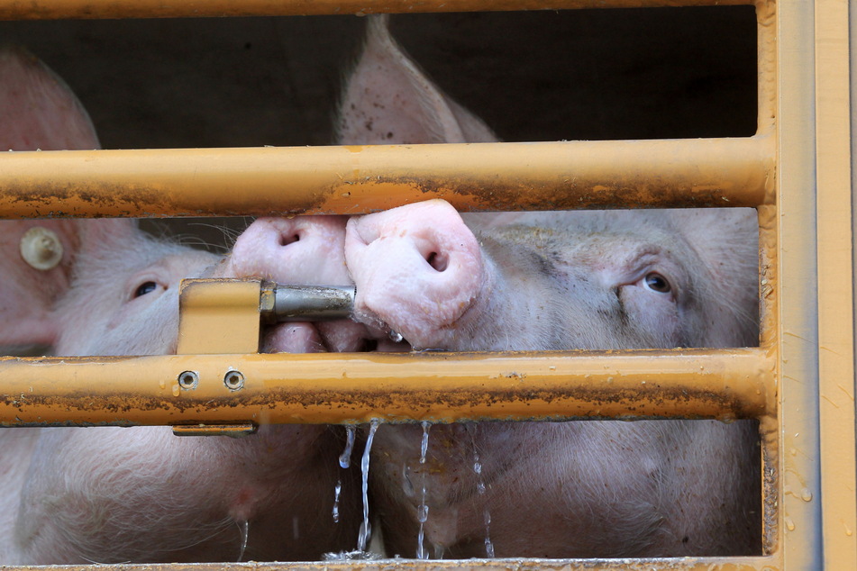 Schweine brauchen Wasser. Aber nicht alle Schweinehalter halten sich ans Gesetz.