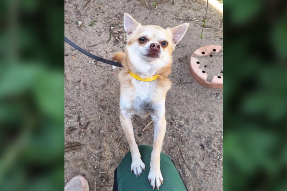 Der süße Chihuahua will seinen Lieblingsmenschen finden.