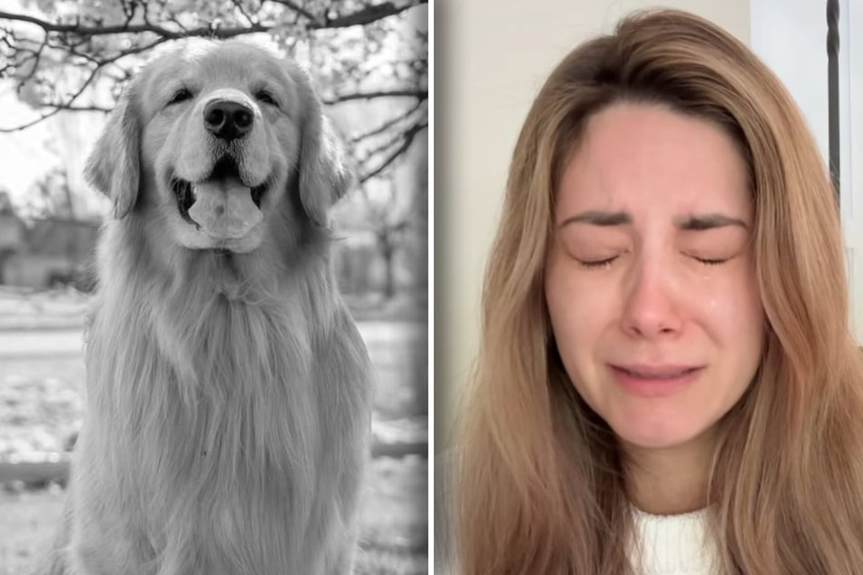 Frauchen in Tränen aufgelöst: Weltbekannter Golden Retriever Tucker ist tot