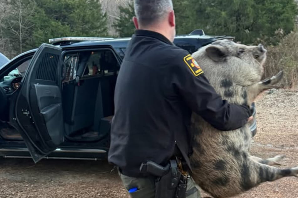 Nach Wohnhaus-Invasion: Polizei schnappt Schwein auf Snack-Suche