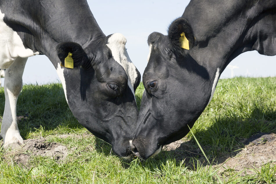 The majority of cattle in America have plastic numbered ear tags to identify which cows have been vaccinated, for example. Bluetooth ear tags come at a hefty price but should provide a lot more info. (Stock image).