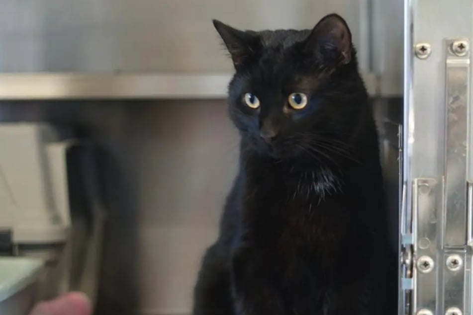 Kater Sheldon ist seit Anfang Februar im Hamburger Tierheim.