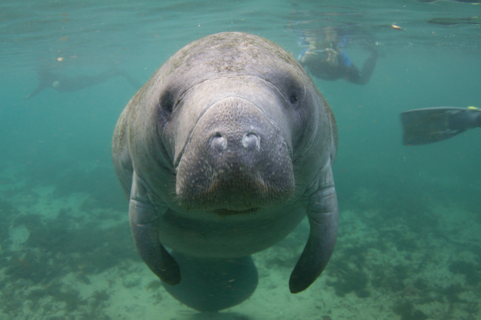 Die Seekuh-Population Floridas hat sich von einem Massensterben in 2021 immer noch nicht erholt. (Symbolbild)