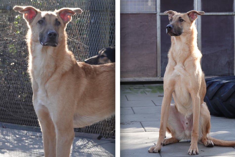 Aktuell sitzt er wieder im Tierheim "Wau-Mau-Insel" in Kassel, das soll sich allerdings zeitnah unbedingt ändern.